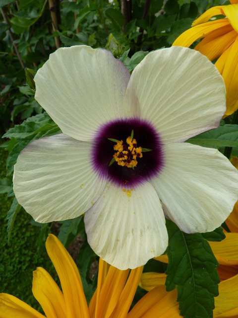 Hibiscus cannabinus fleur detail